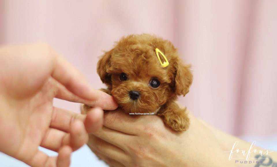 Pebbles - Poodle F.