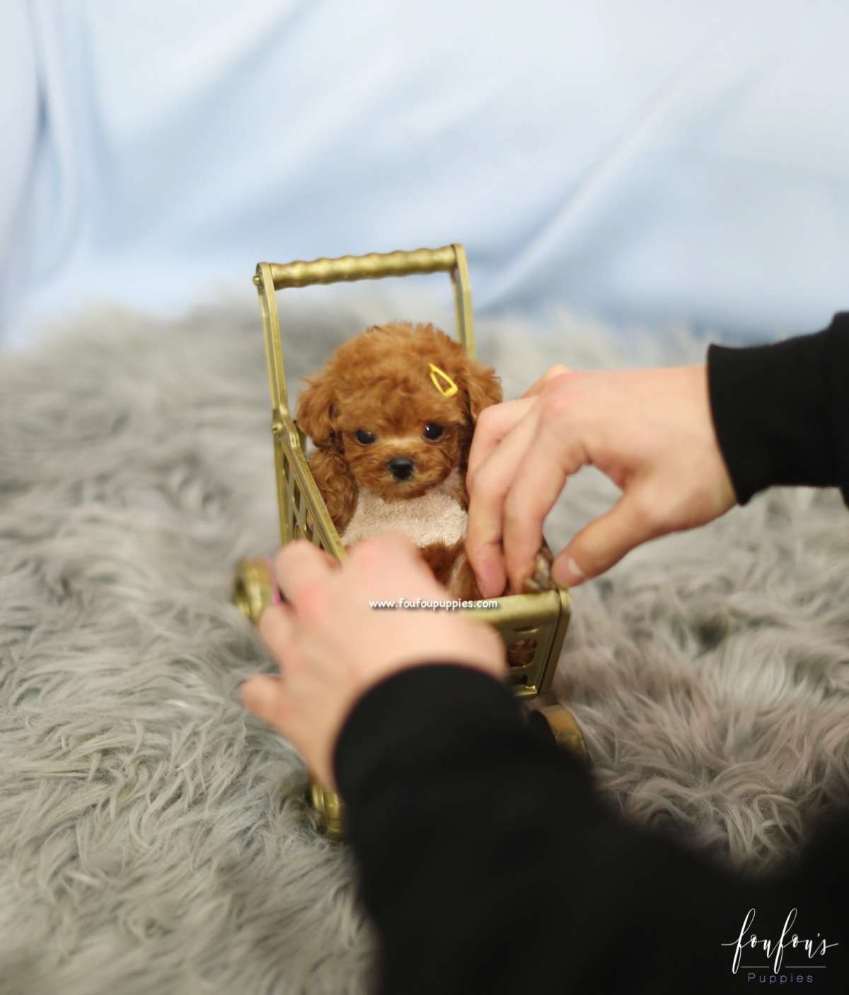 Pebbles - Poodle F.