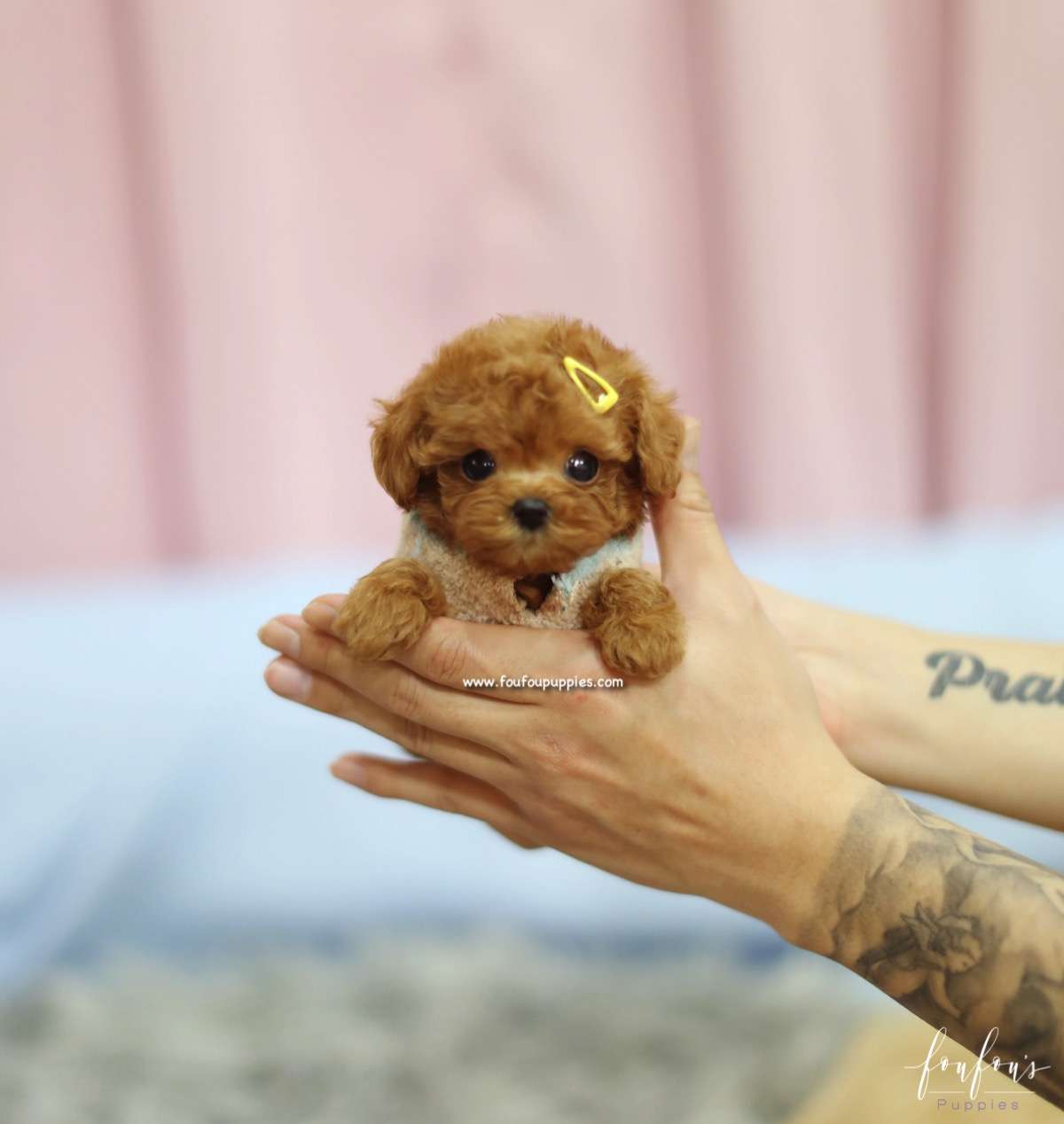 Pebbles - Poodle F.