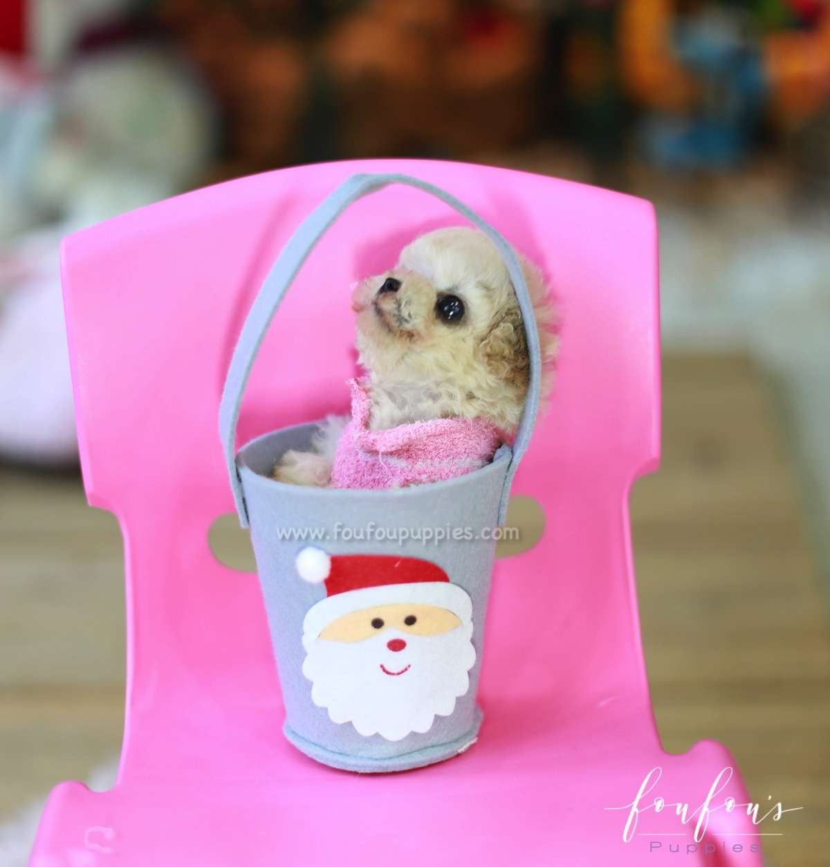 Pixie - Poodle F.