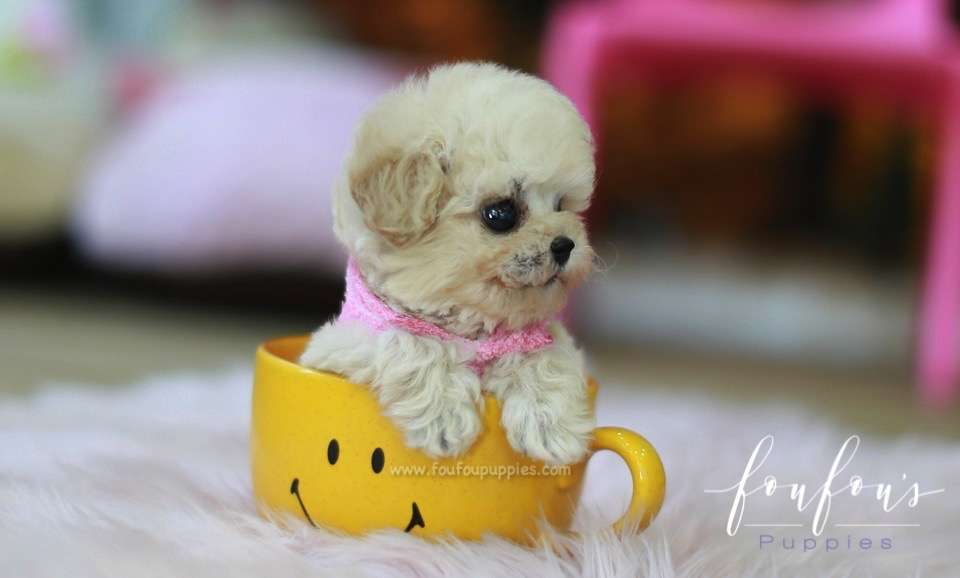 Pixie - Poodle F.