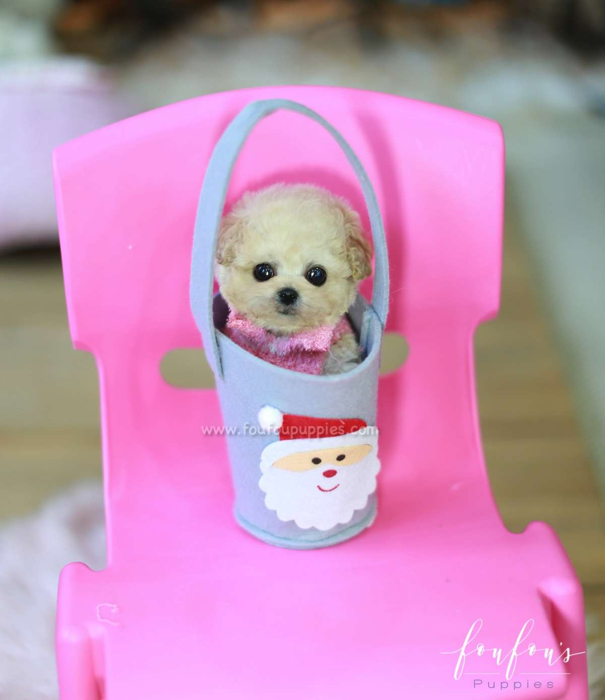 Pixie - Poodle F.