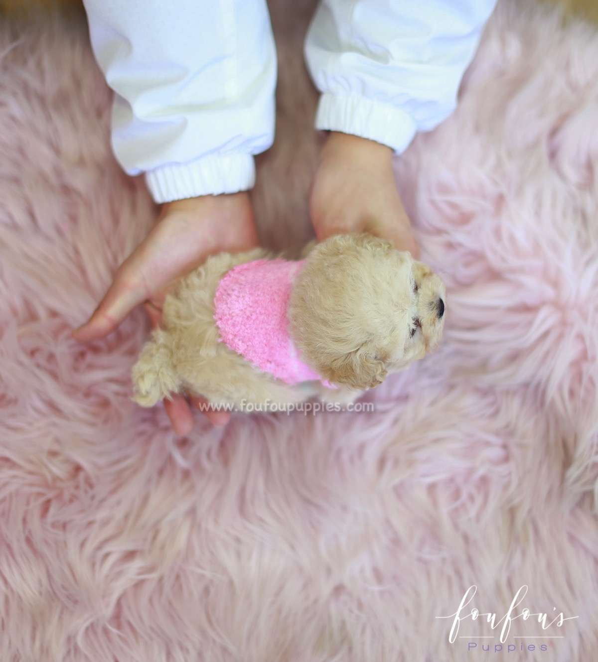 Pixie - Poodle F.