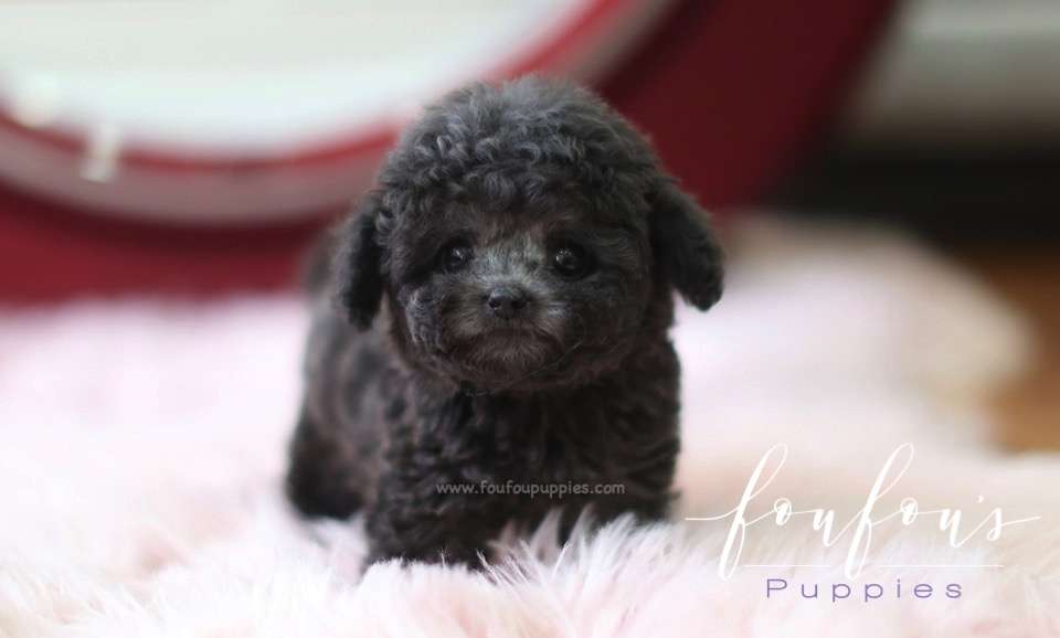 Truffles - Poodle M.