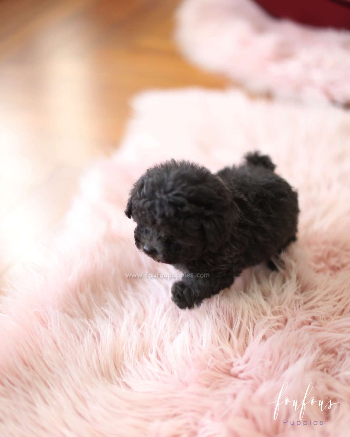 Truffles - Poodle M.