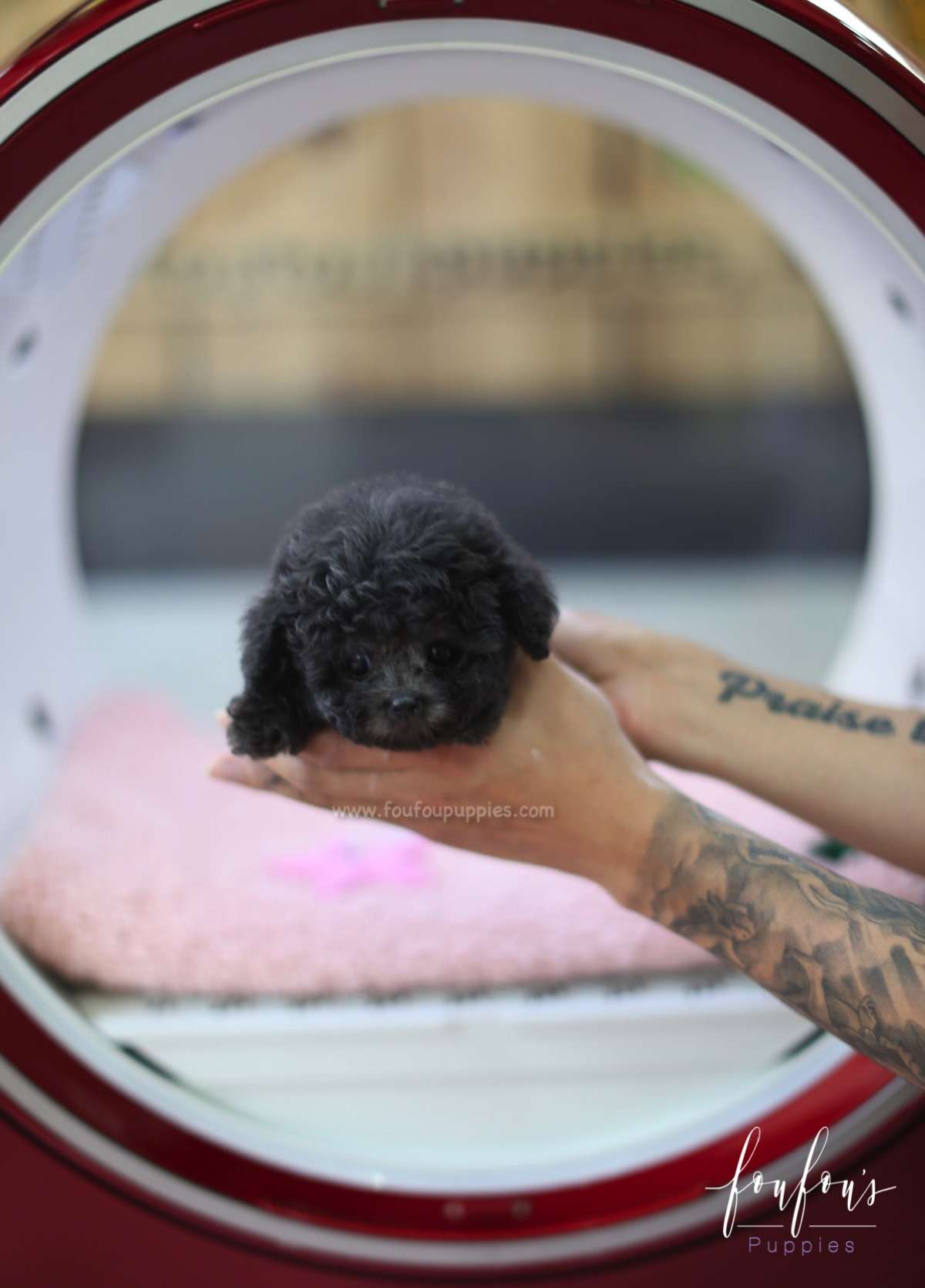 Truffles - Poodle M.