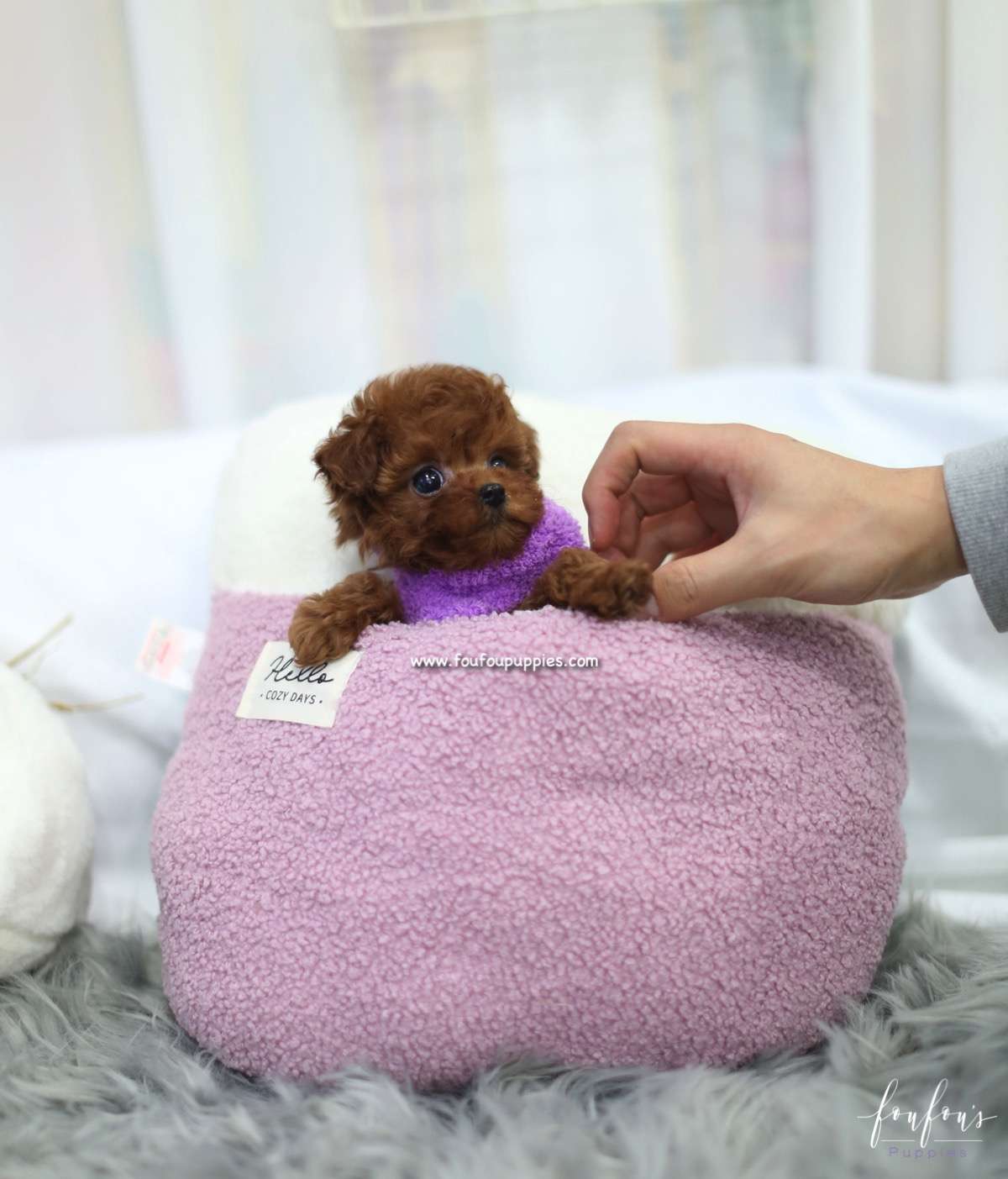 Sweetie - Poodle F.
