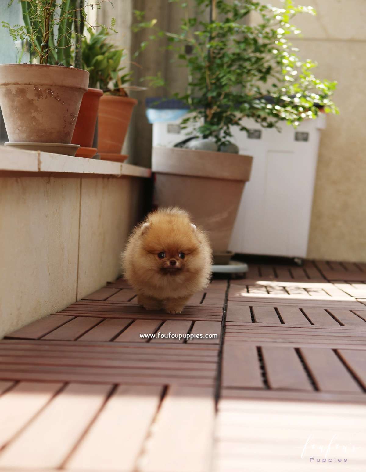 Pooh - Pomeranian M.