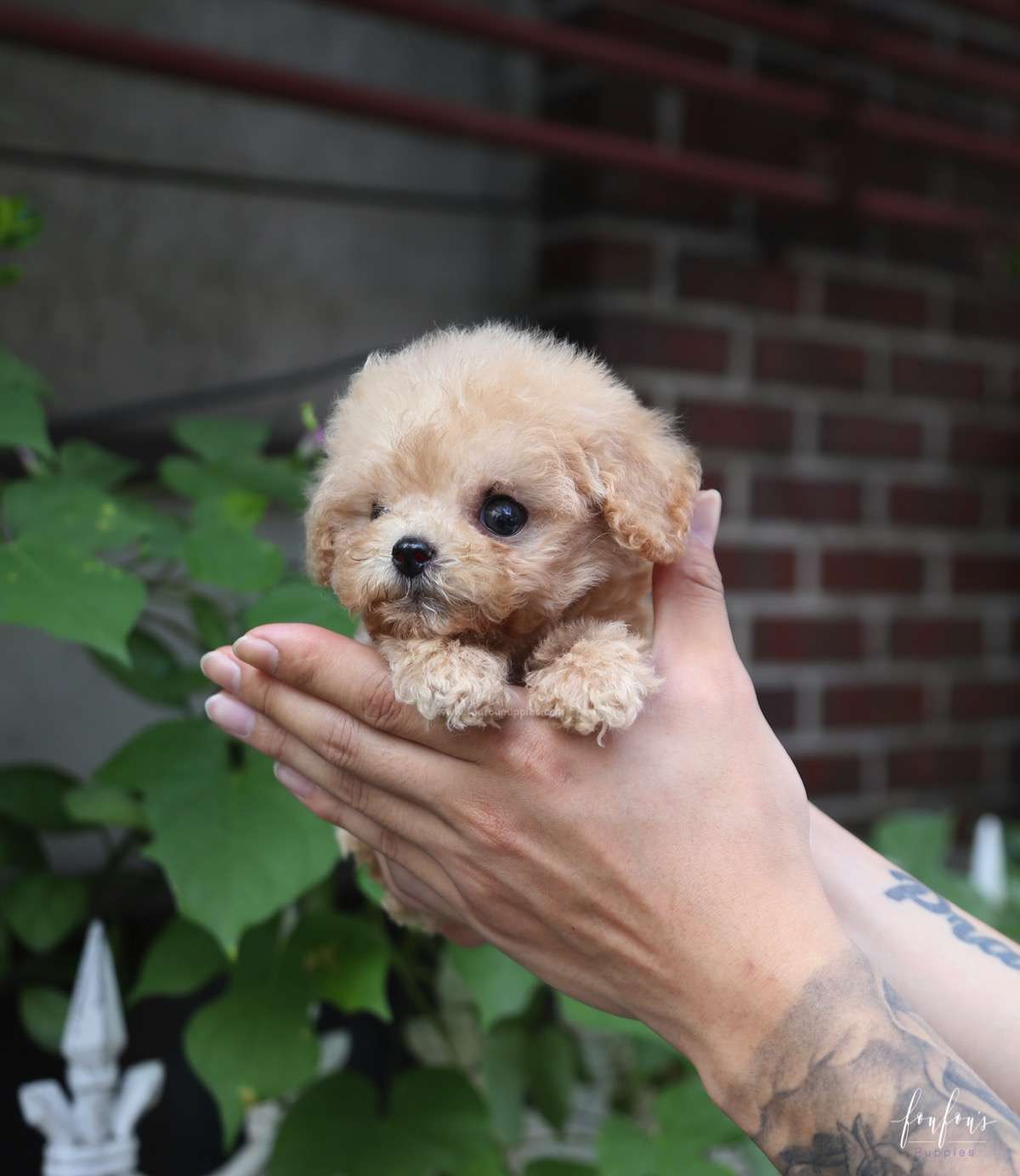 Pooh - Poodle M.
