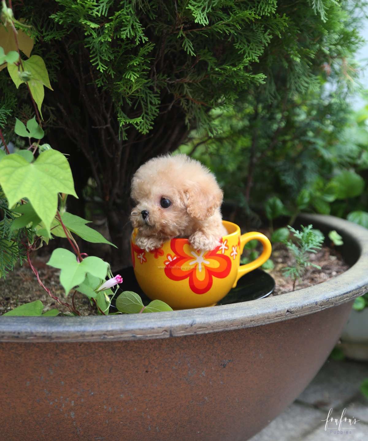 Pooh - Poodle M.