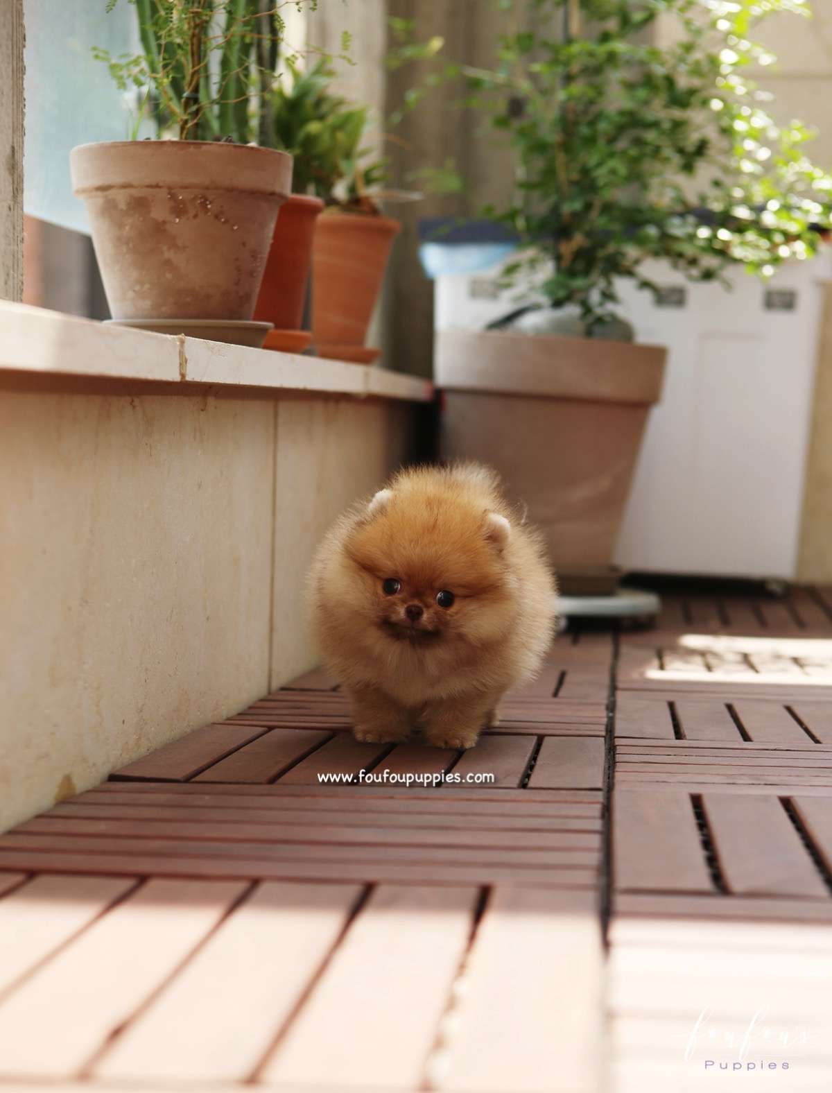 Pooh - Pomeranian M.