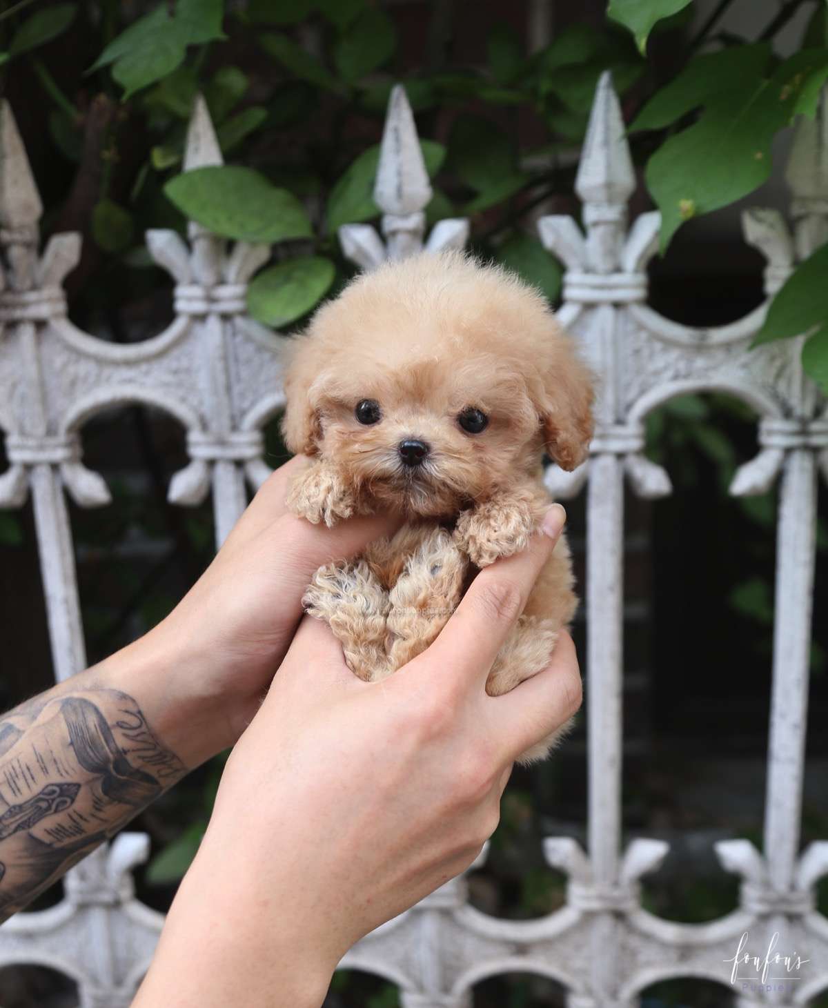 Pooh - Poodle M.
