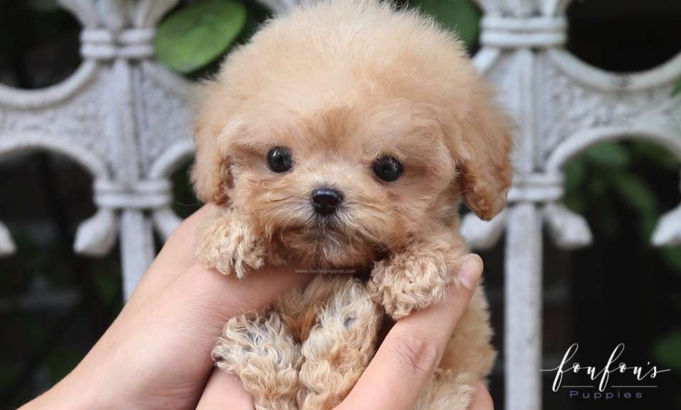 Pooh - Poodle M.