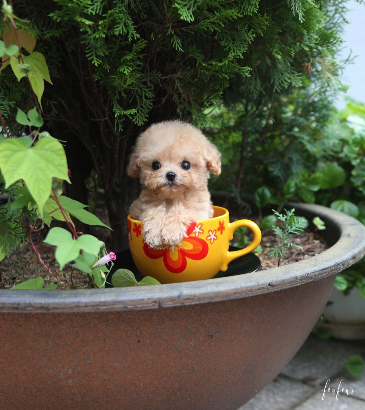Pooh - Poodle M.