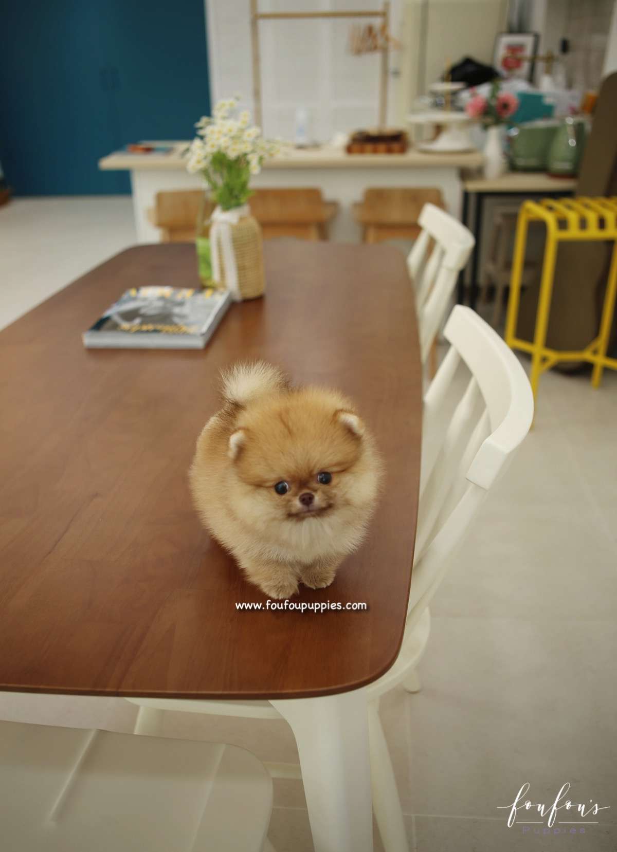 Pooh - Pomeranian M.