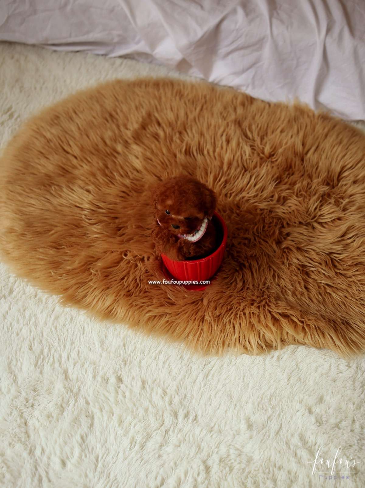 Pooh - Poodle M.