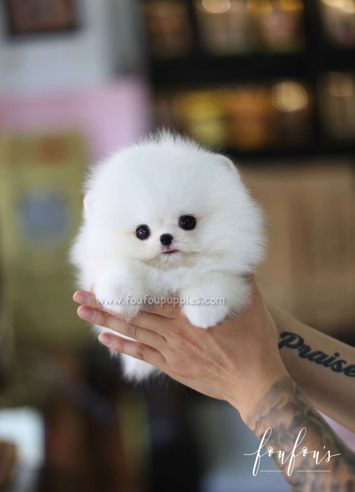 Miloni - Pomeranian M.