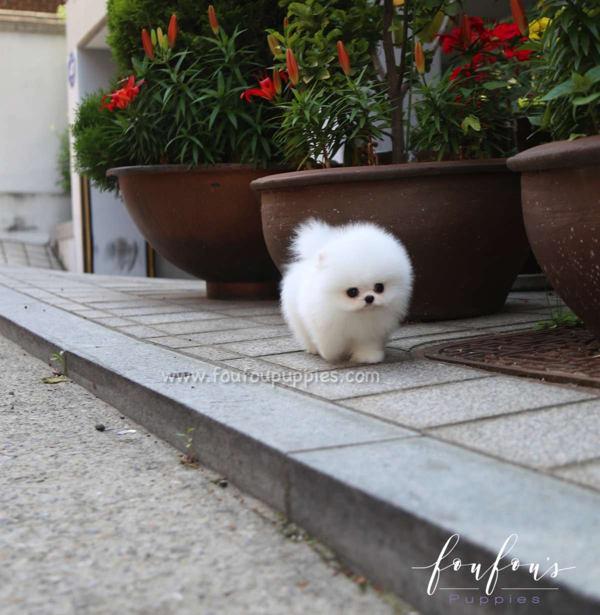 Miloni - Pomeranian M.