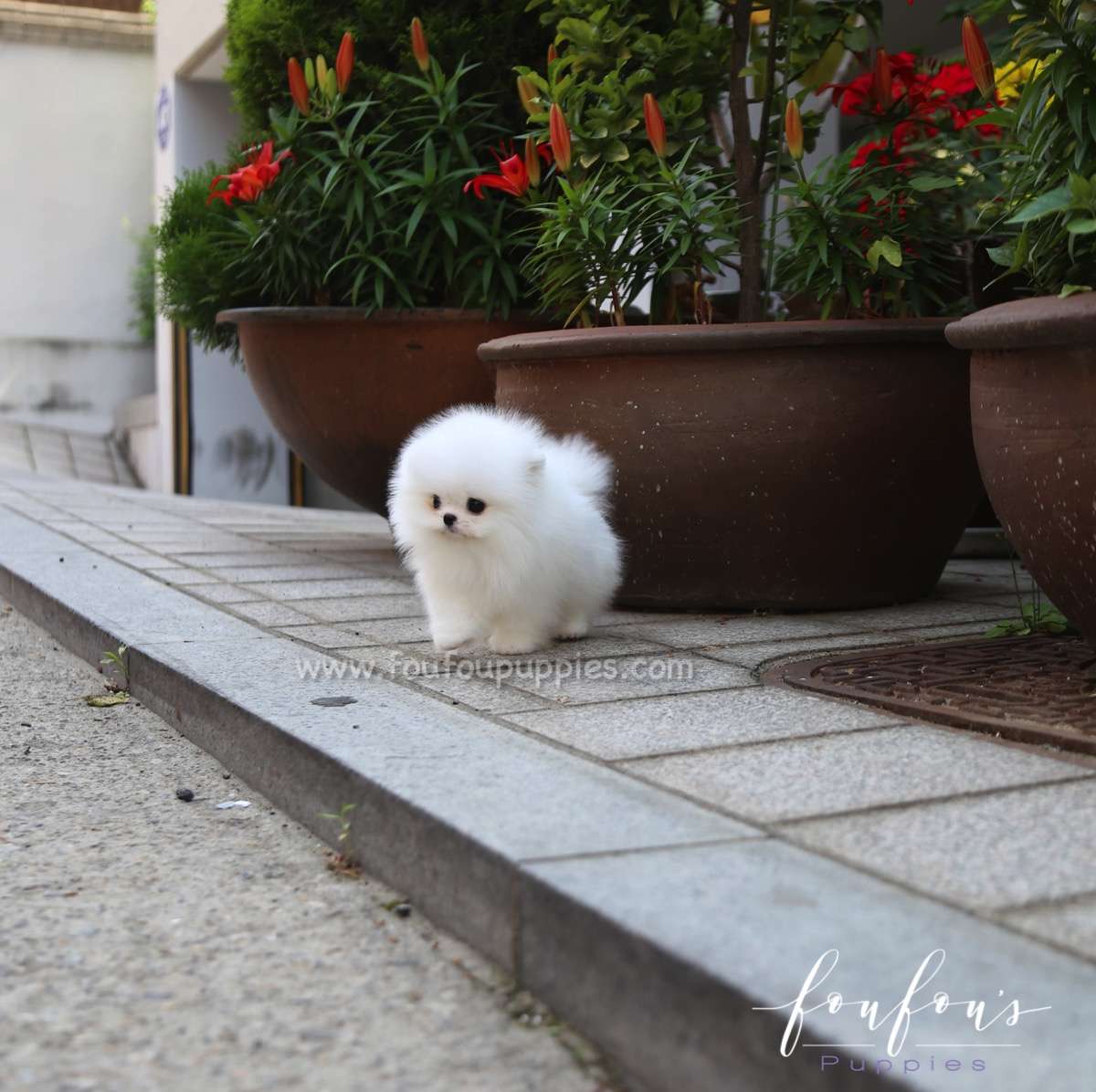 Miloni - Pomeranian M.
