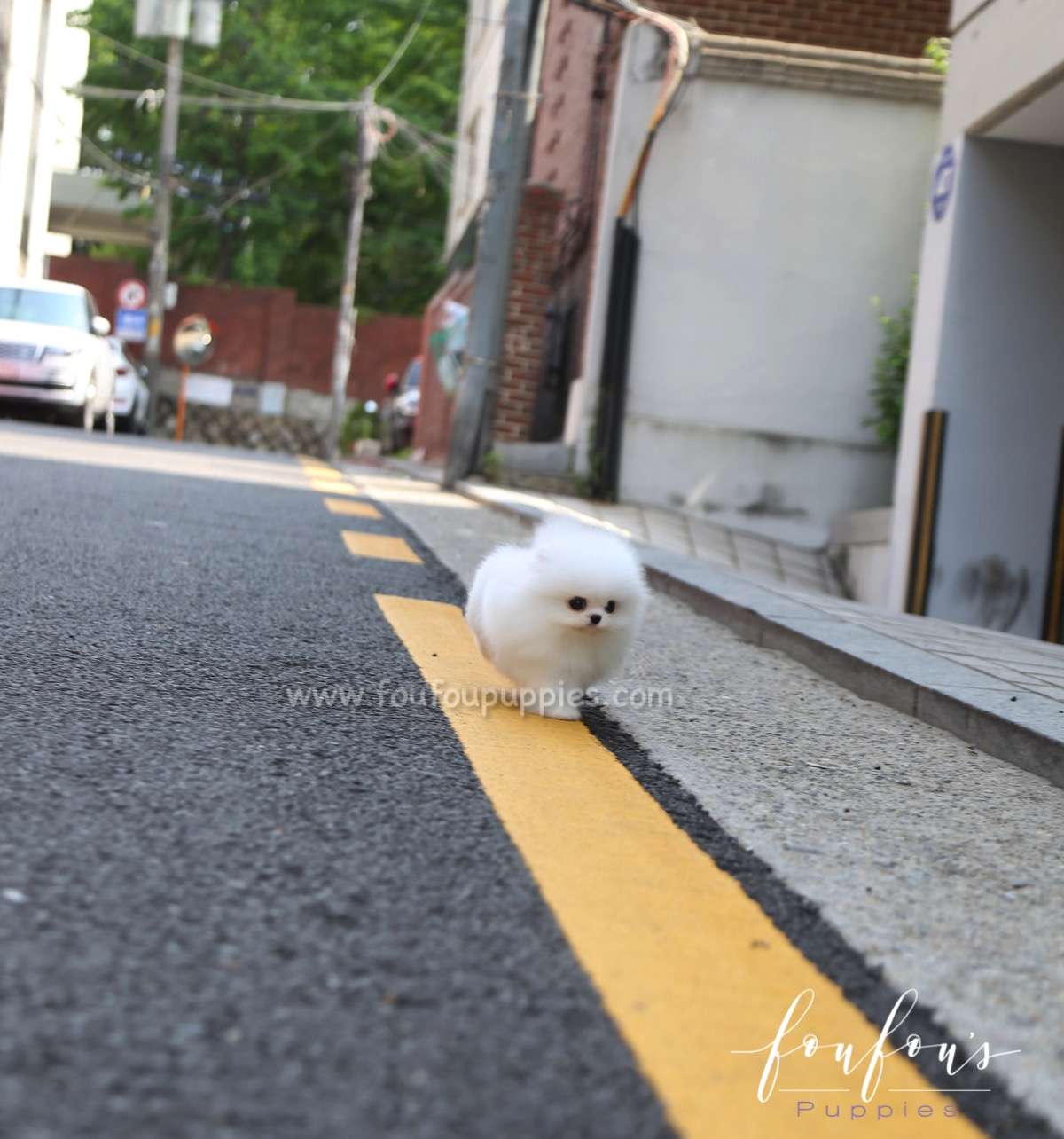 Miloni - Pomeranian M.