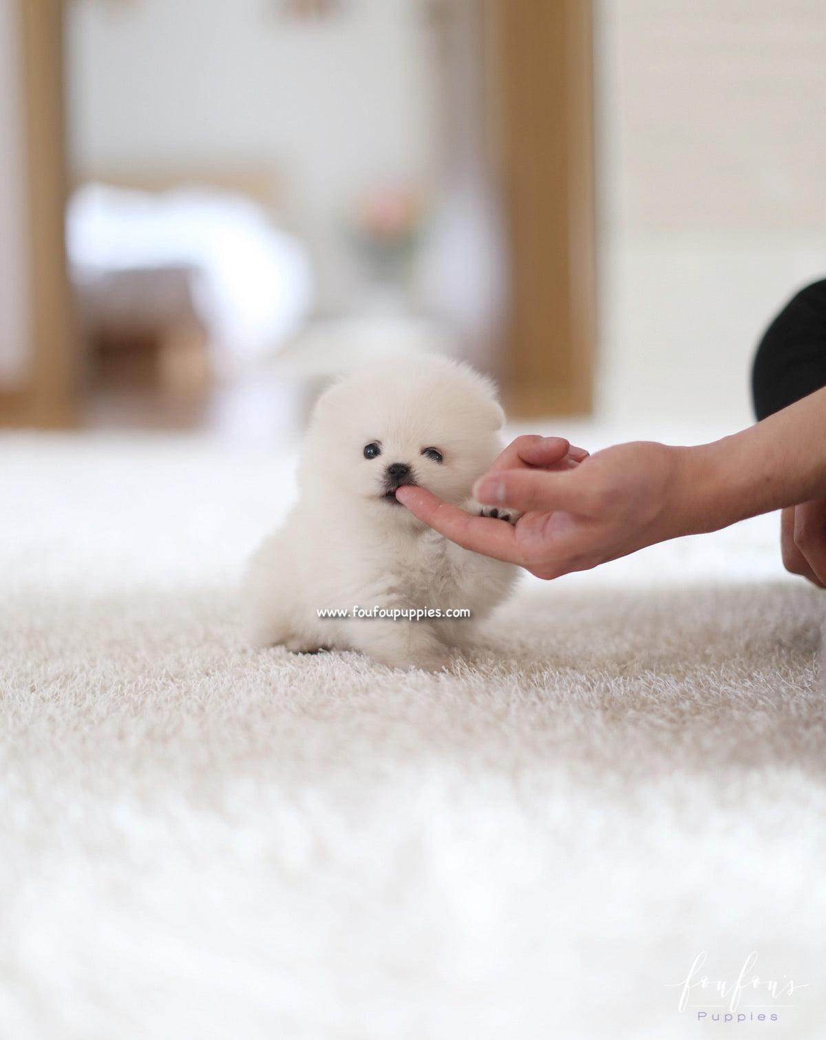 Boo - Pomeranian M.