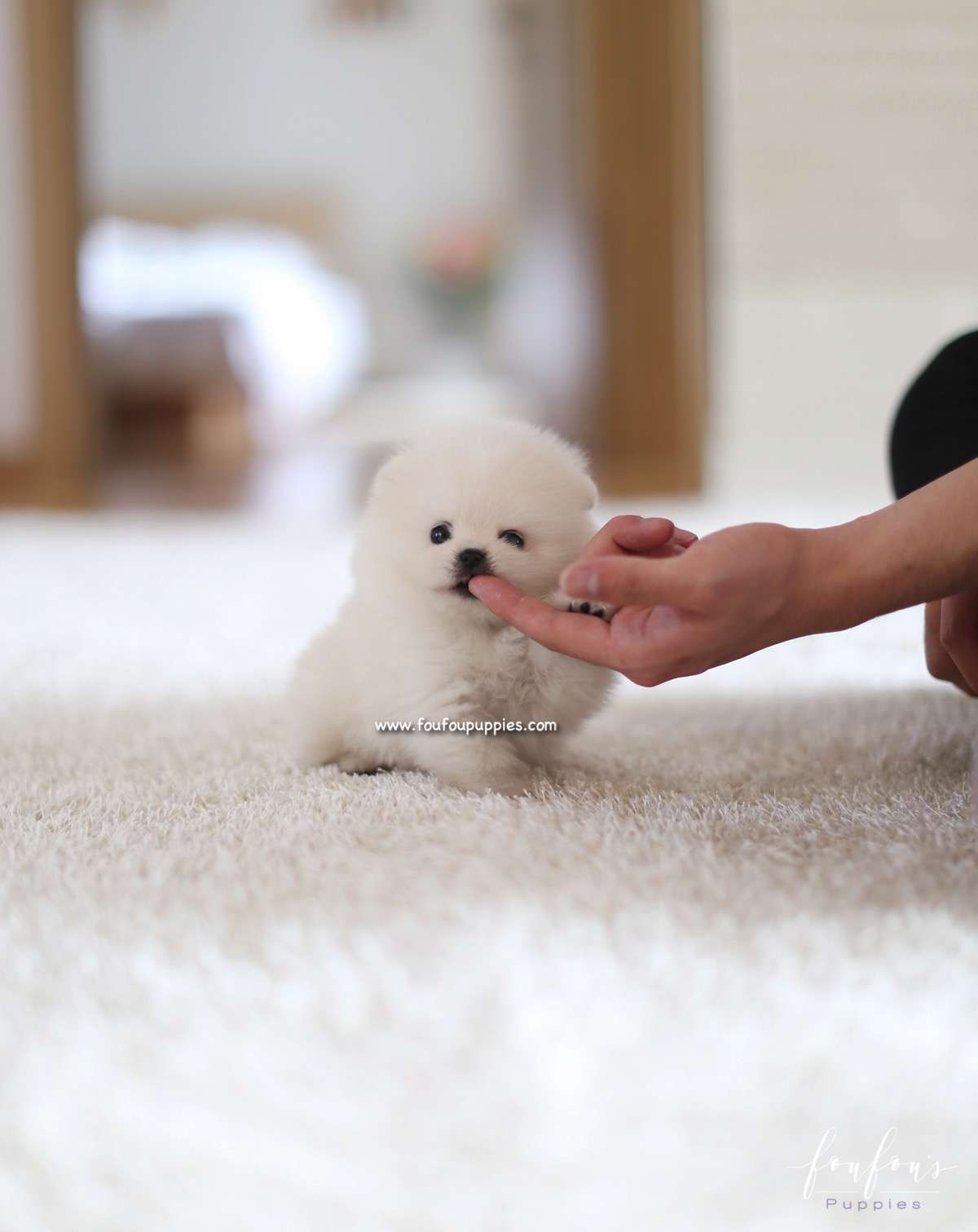 Boo - Pomeranian M.