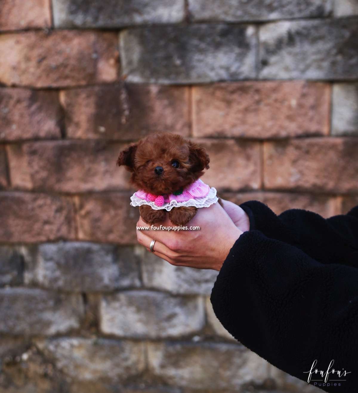 Prince - Poodle M.