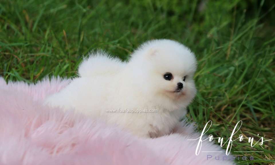 Luxe - Pomeranian M.