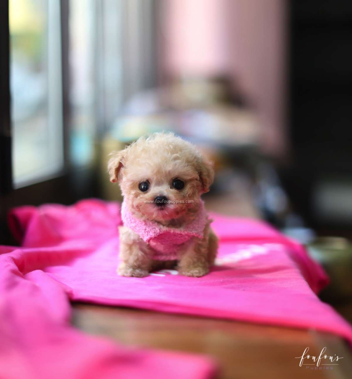 Mr. Buttons - Poodle M.