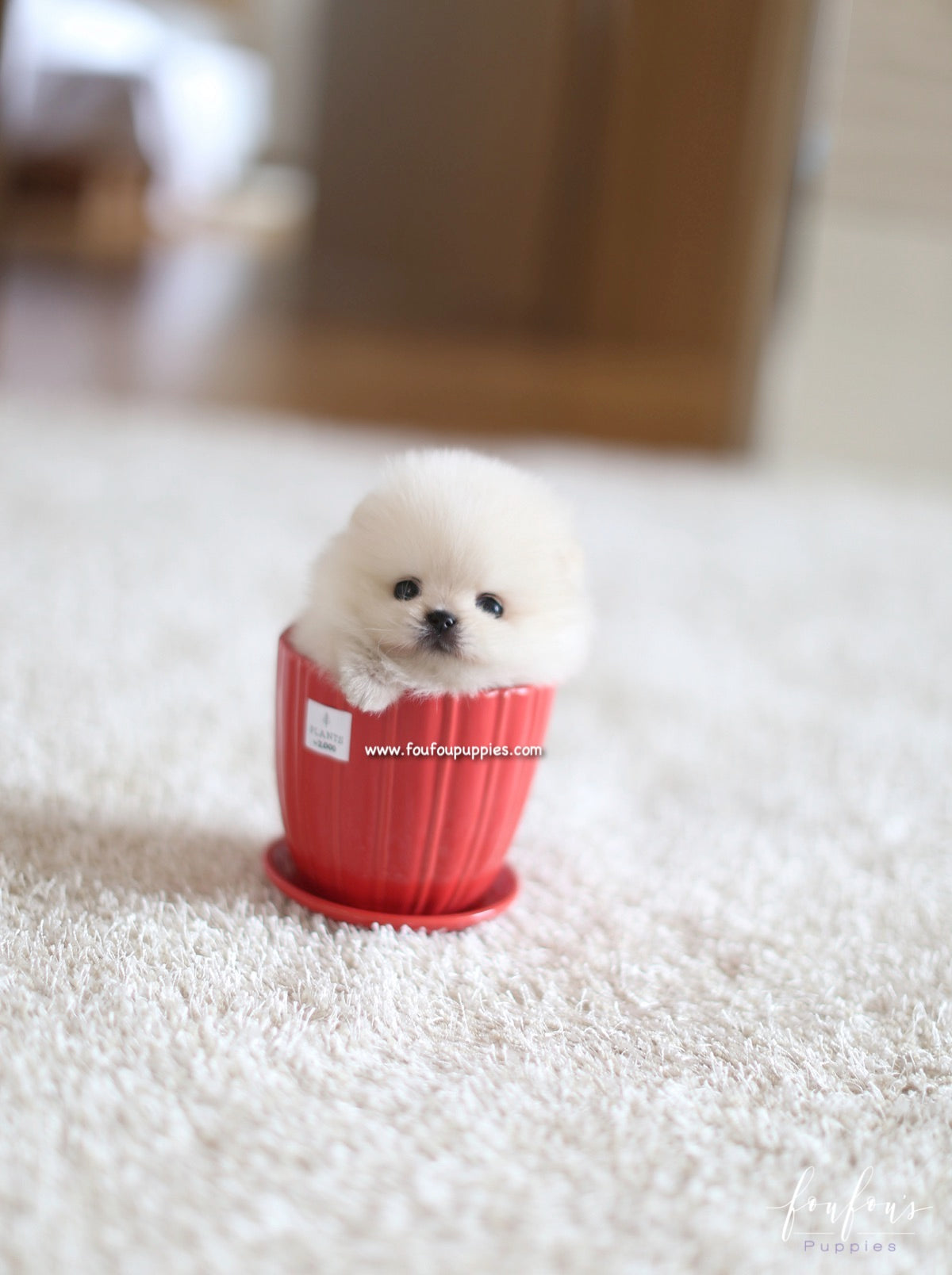 Boo - Pomeranian M.