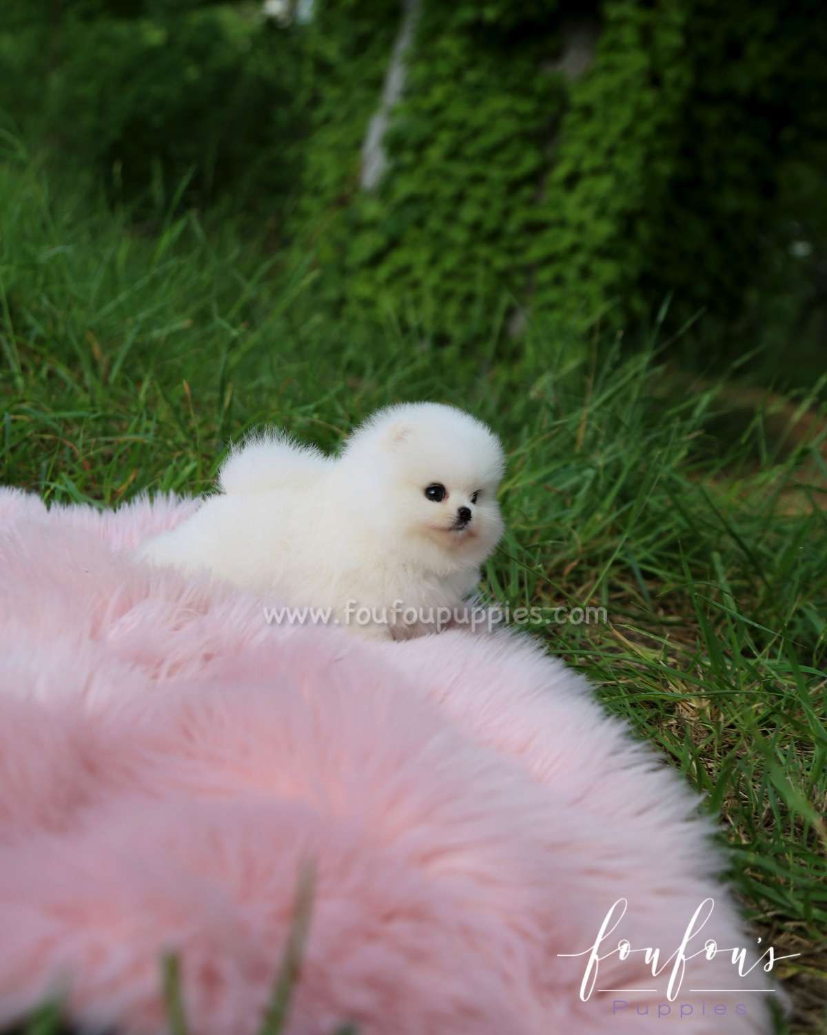 Luxe - Pomeranian M.