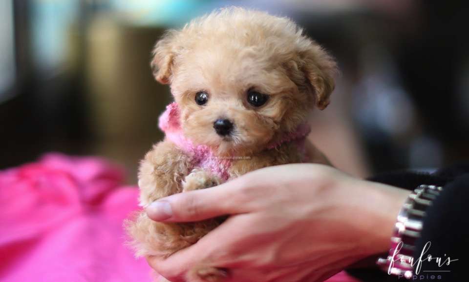 Mr. Buttons - Poodle M.