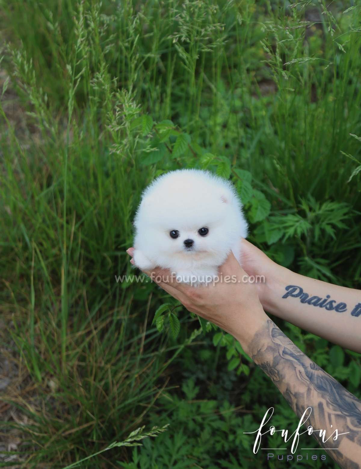 Luxe - Pomeranian M.