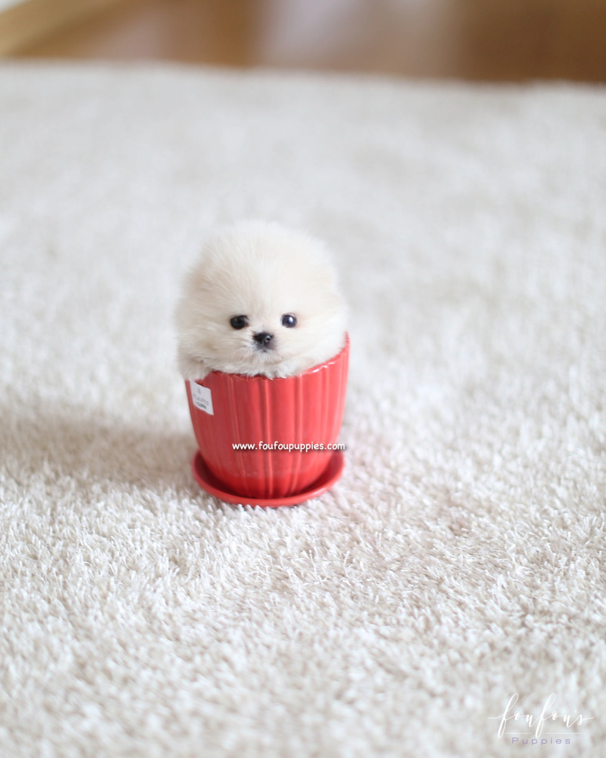 Boo - Pomeranian M.