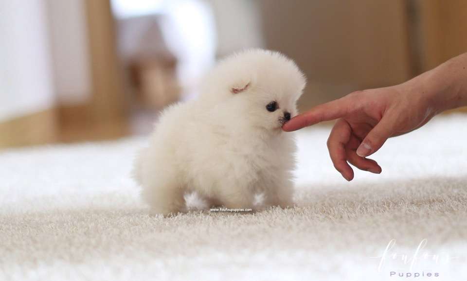 Boo - Pomeranian M.