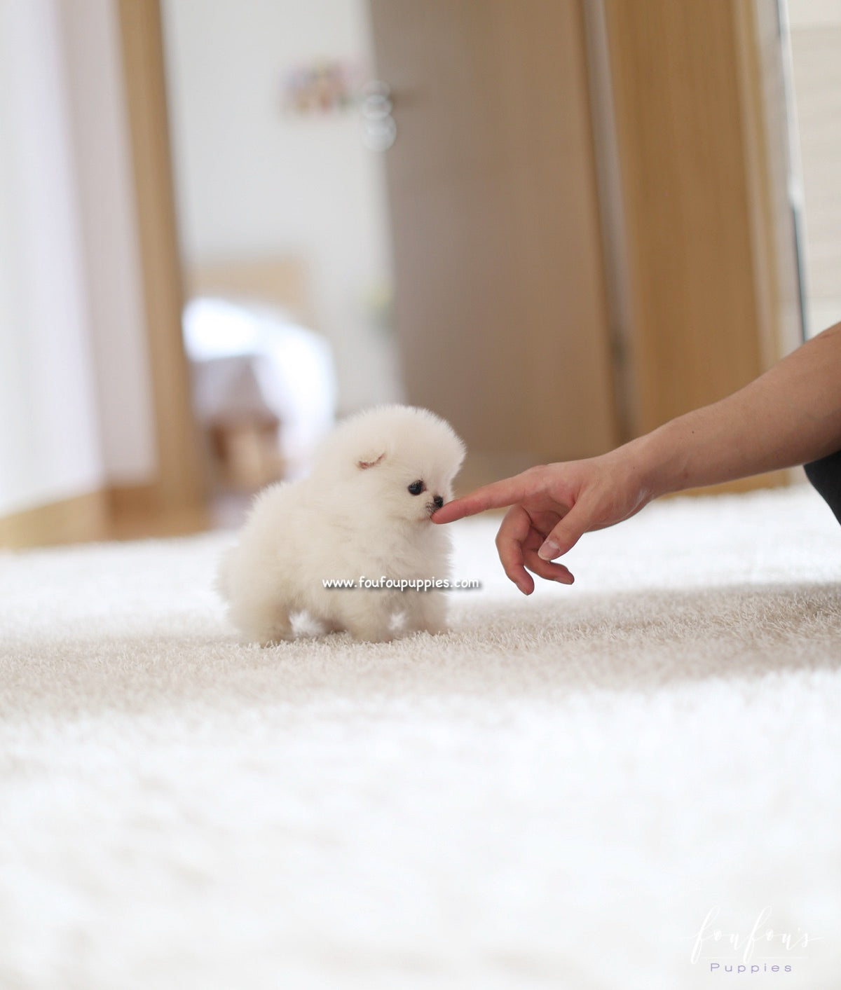Boo - Pomeranian M.