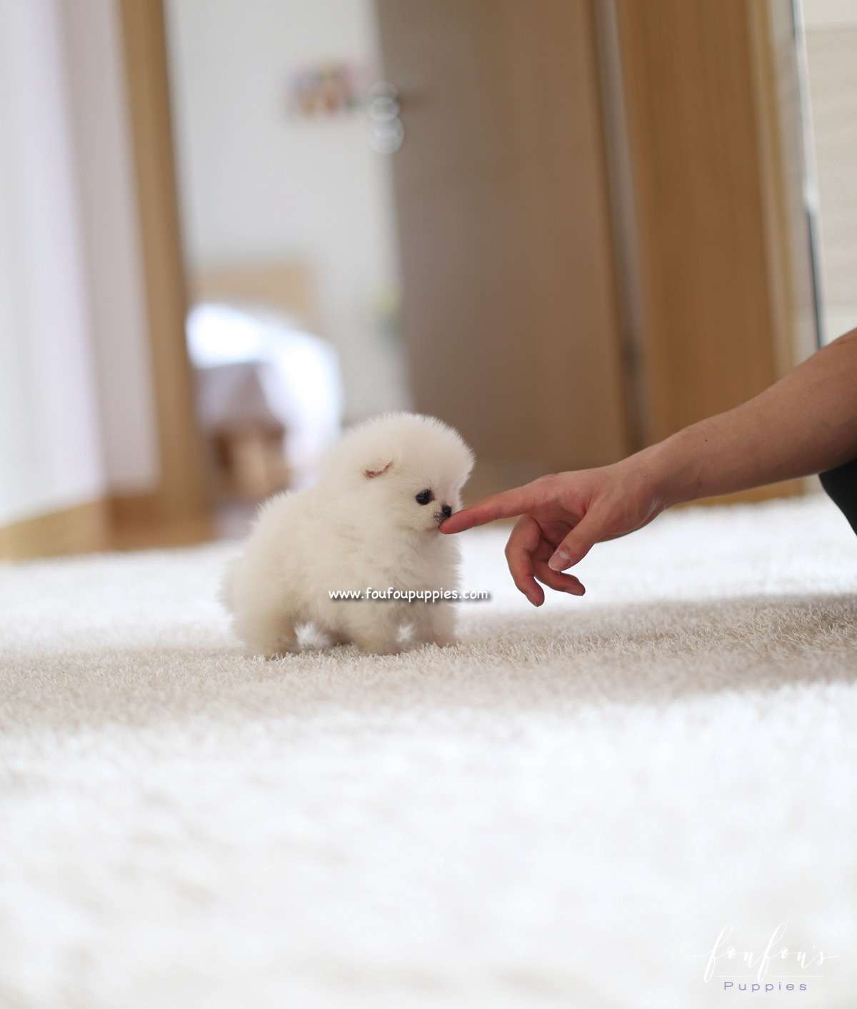 Boo - Pomeranian M.