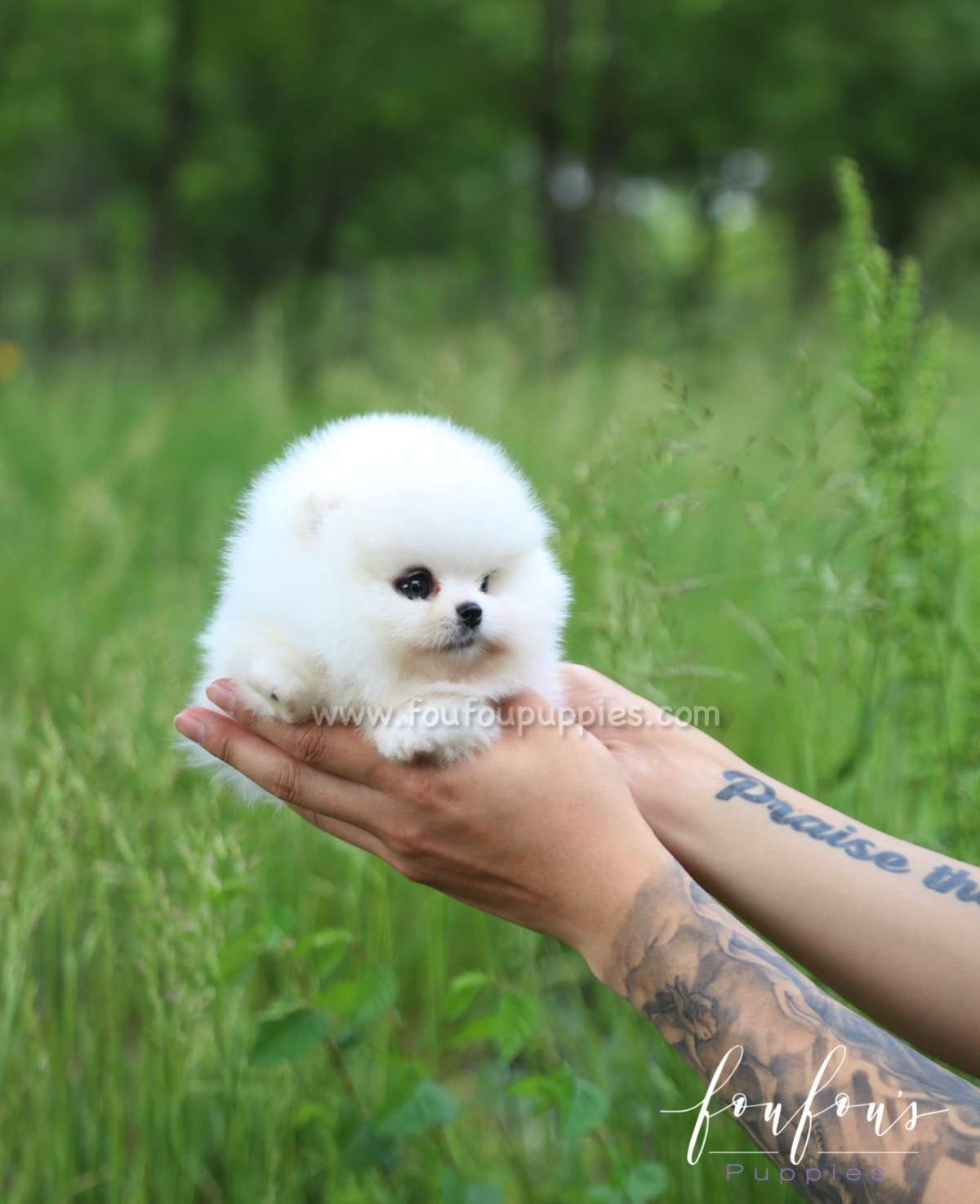 Luxe - Pomeranian M.