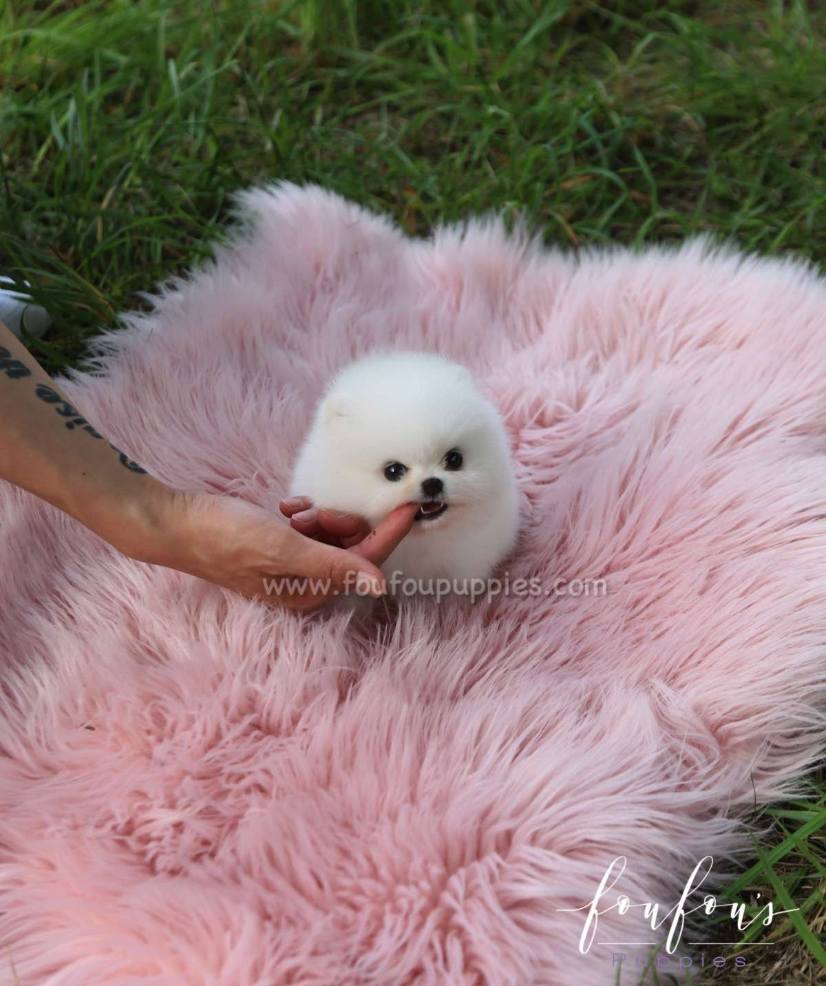 Luxe - Pomeranian M.