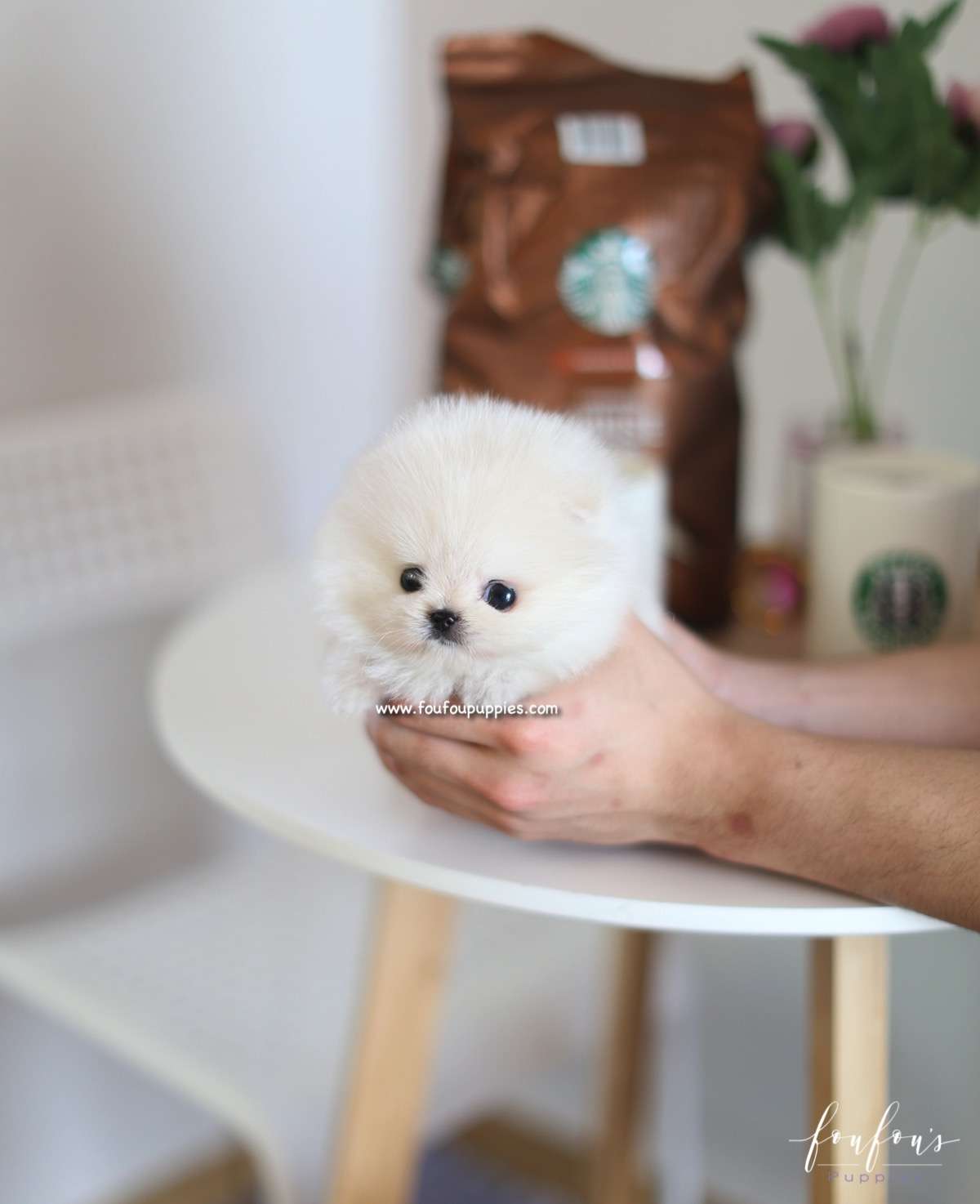 Boo - Pomeranian M.