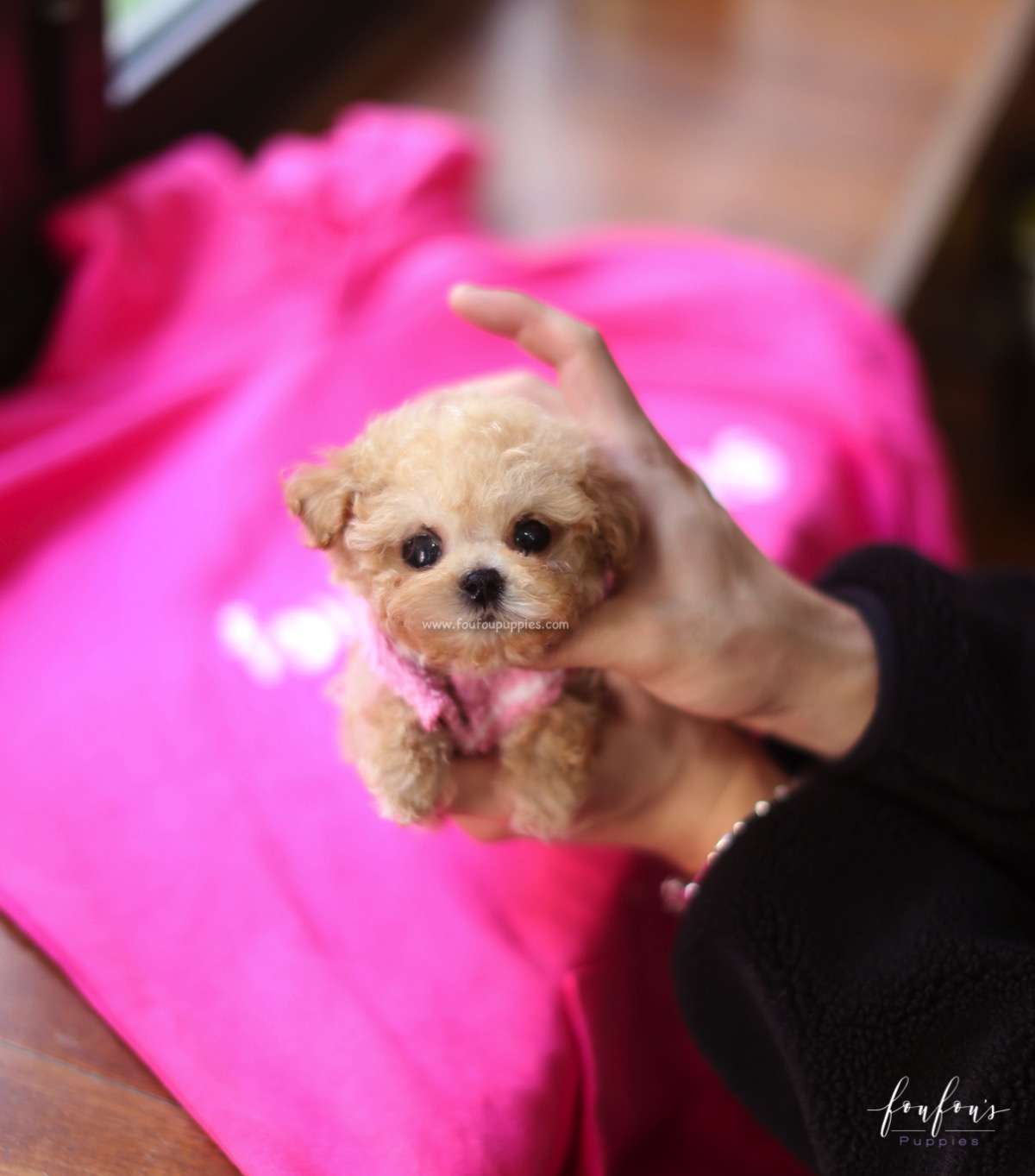 Mr. Buttons - Poodle M.