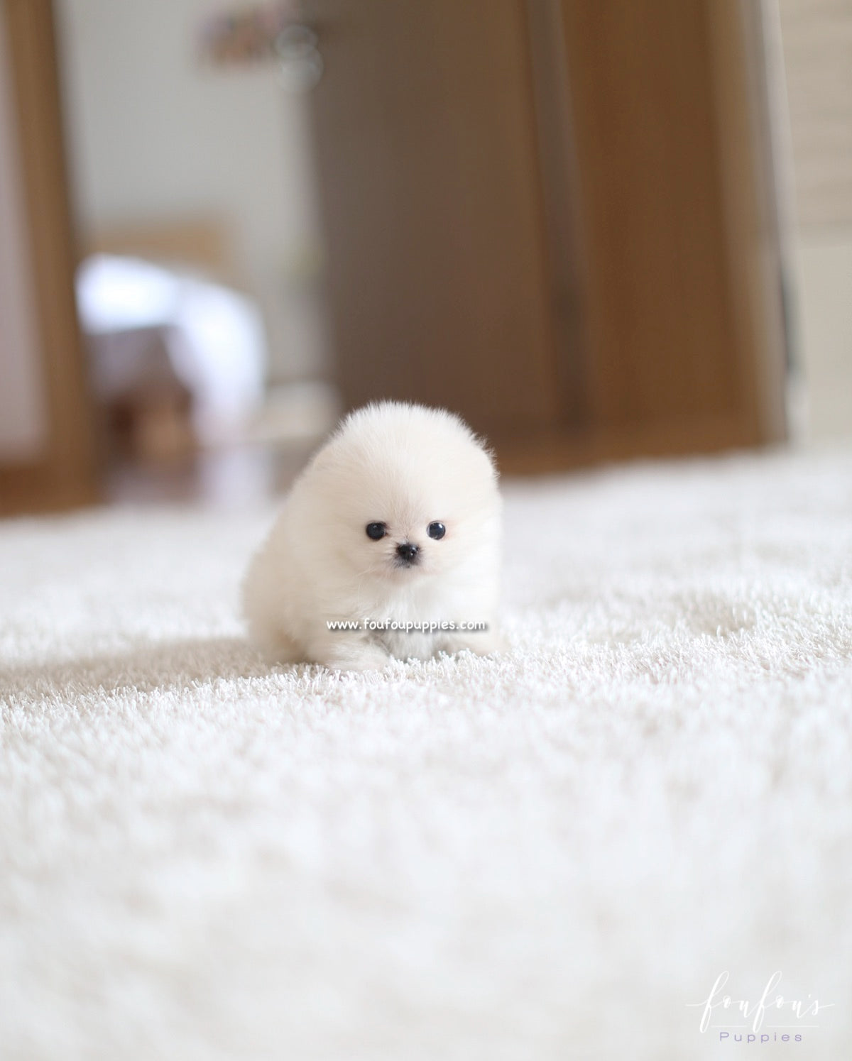Boo - Pomeranian M.