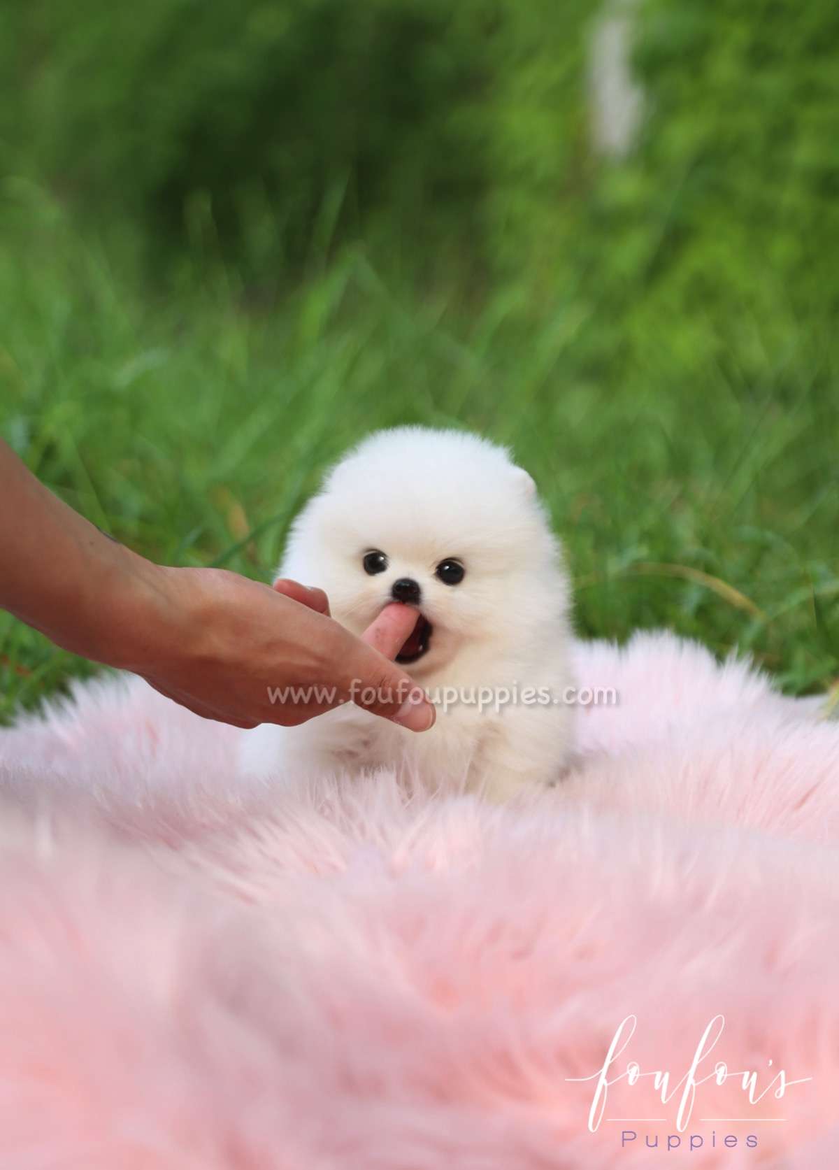 Luxe - Pomeranian M.