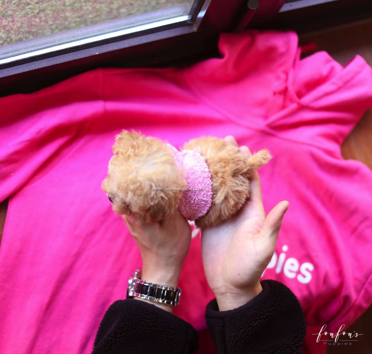 Mr. Buttons - Poodle M.