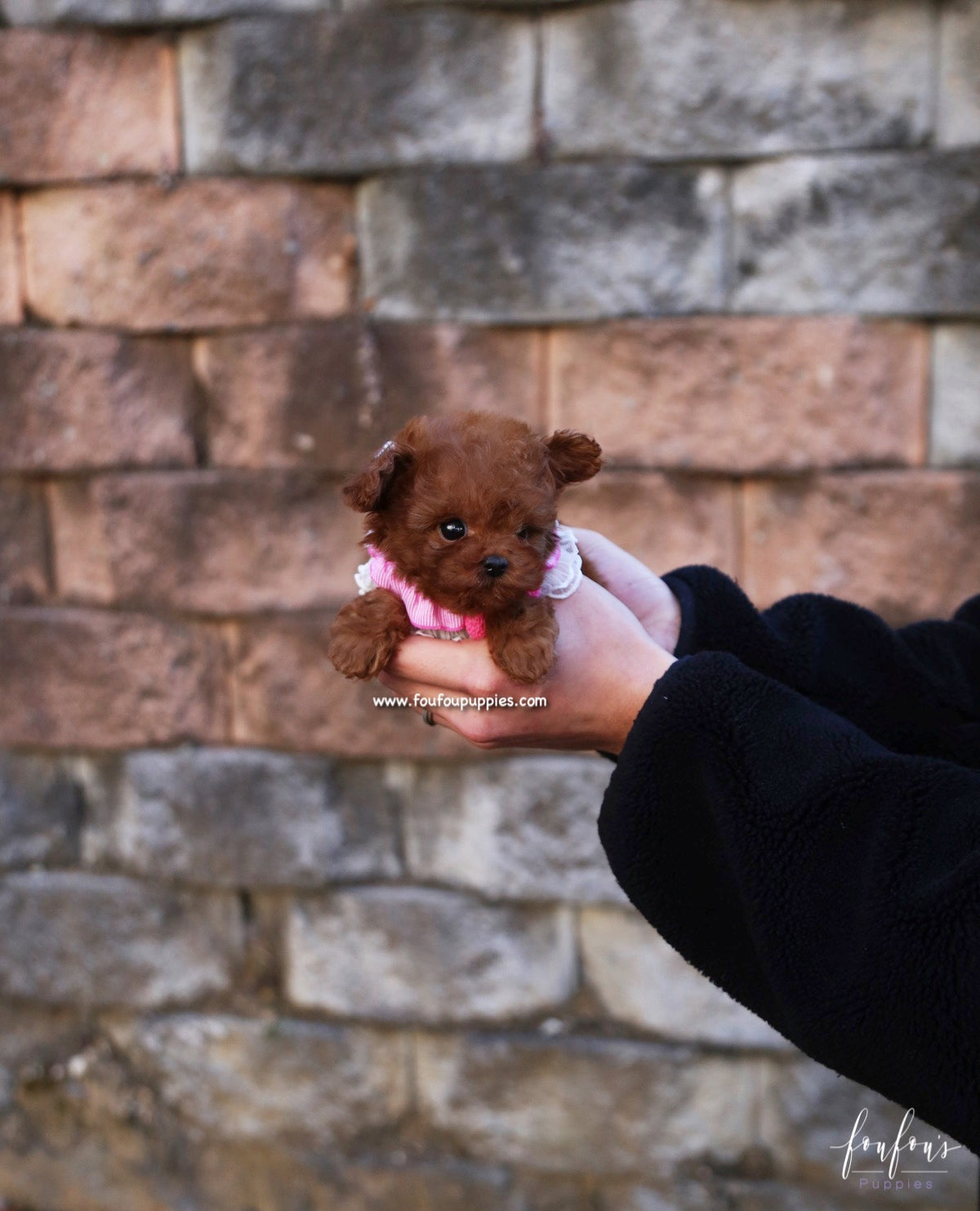 Prince - Poodle M.
