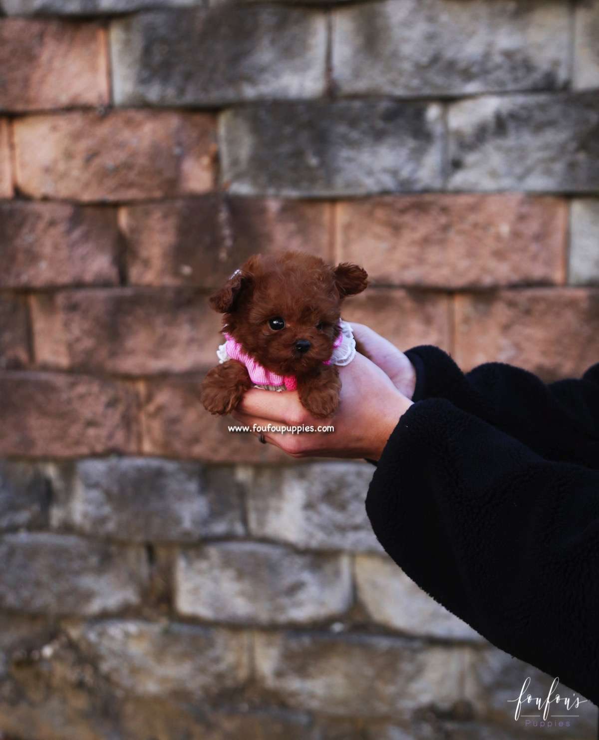 Prince - Poodle M.