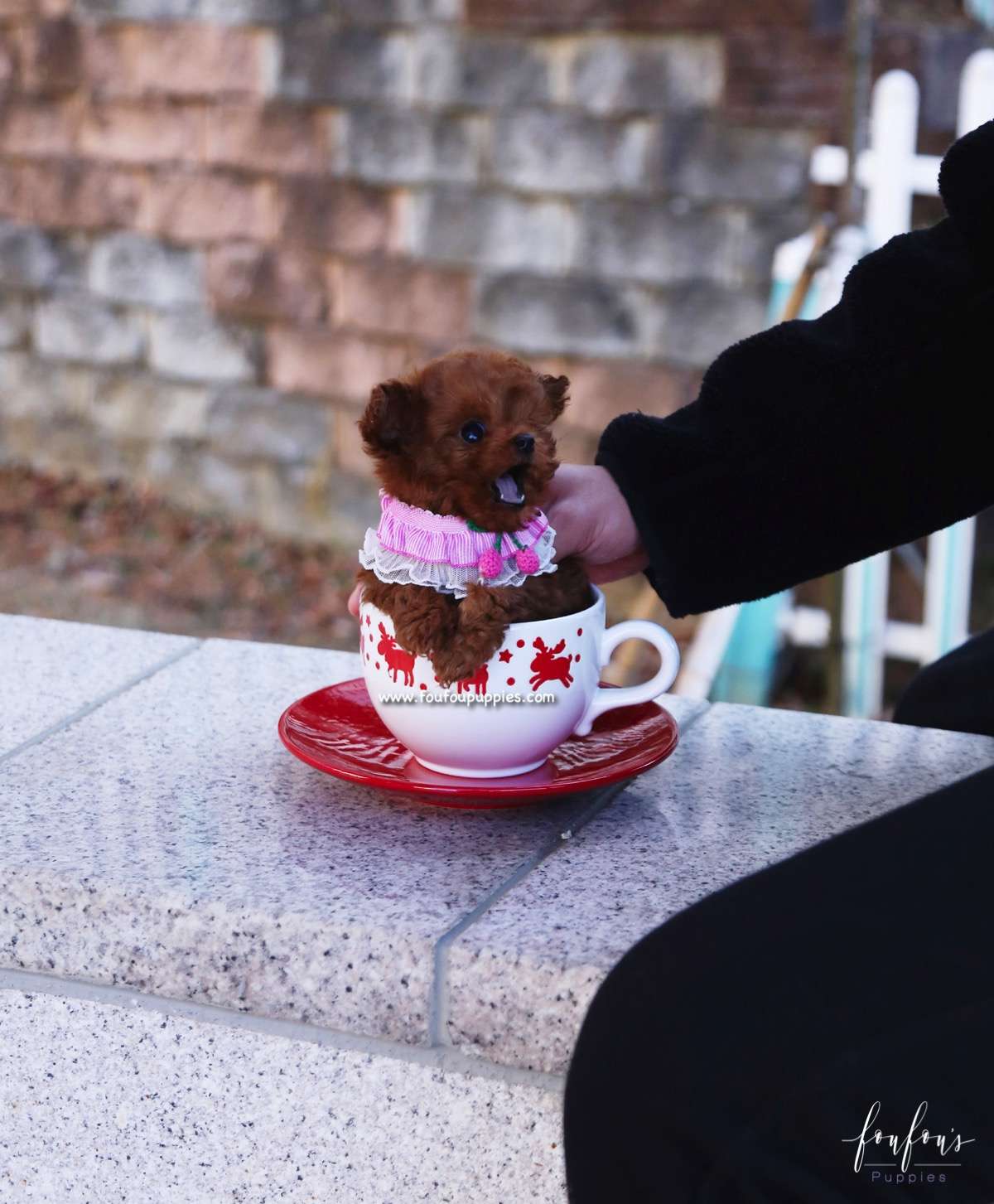 Prince - Poodle M.