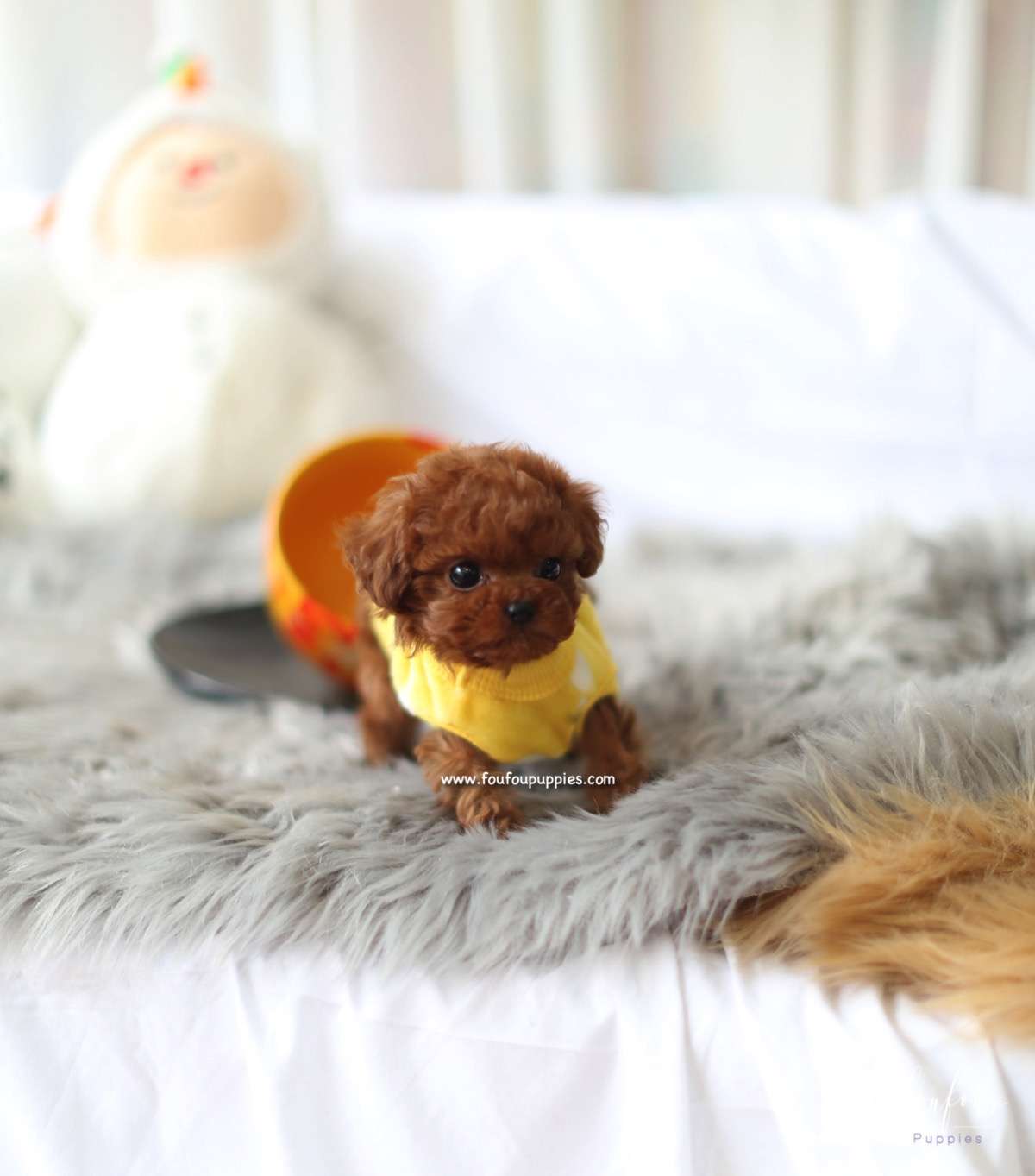 Prince - Poodle M.