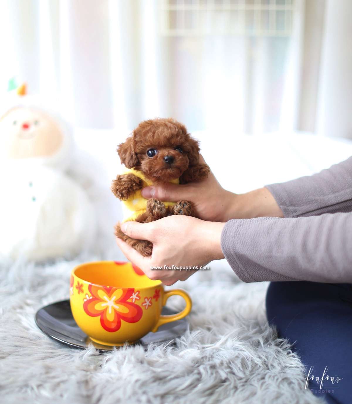 Prince - Poodle M.