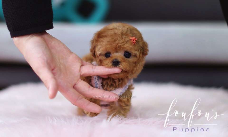 Zoey - Poodle F.